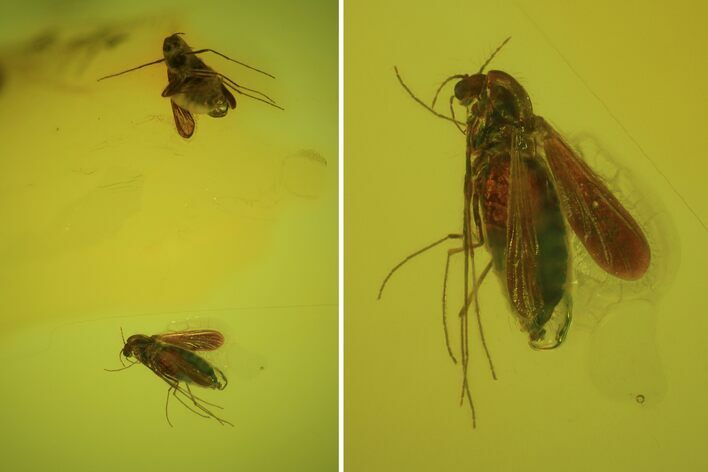 Two Fossil Flies (Diptera) In Baltic Amber #72249